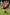 Chipstead 2XV - Home